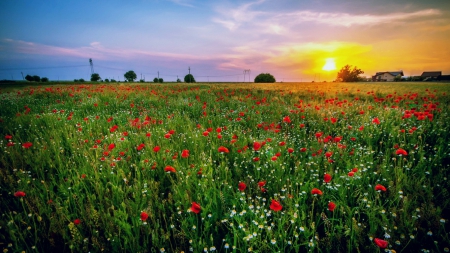 Poppy field at sunrise