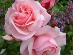 Pink Roses