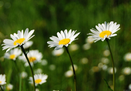 Daisies in The Field