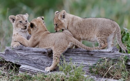 Lion cubs - lions, cub, cubs, lion cubs, playing, cute, cats, lion, wildlife