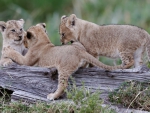 Lion cubs