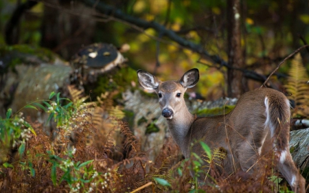 Deer in the forest - Deer & Animals Background Wallpapers on Desktop ...