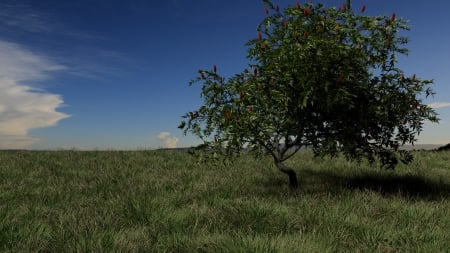 Tree in a meadow - nature, trees, sfrederick2, tree, meadow, field