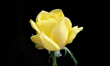 Yellow Rose - nature, yellow, beautiful, flowers, rose