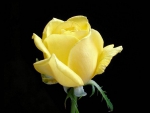 Yellow Rose