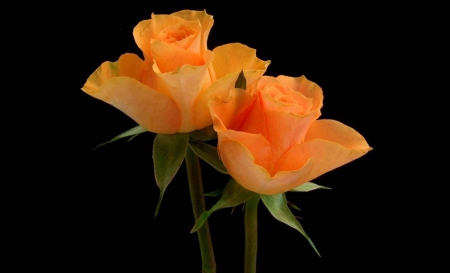 Orange Roses