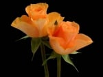 Orange Roses