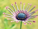 african daisy