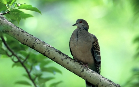 turtle dove - dove, turtle, bird, branch