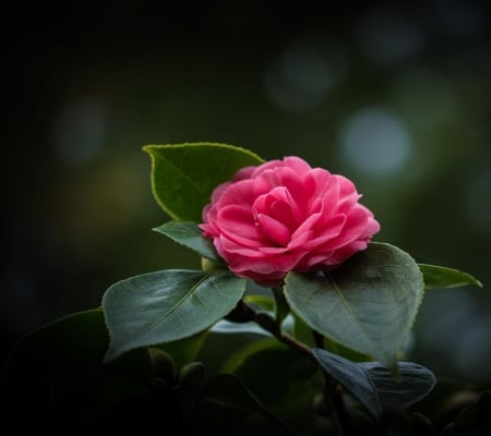 Beautiful Flower - flower, nature, leave, beautiful