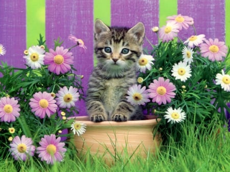 Purple flowers - pot, pretty, beautiful, grass, sweet, cat, flowers, fluffy, purple, kitten, garden, cute, adorable, yard, kitty