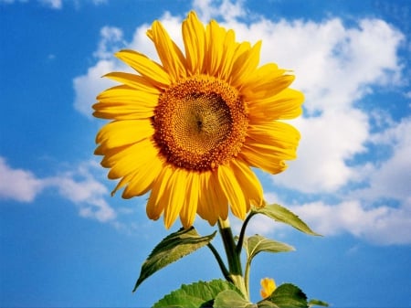 Bright Sunflower - flowers, sunflower, nature, yellow, yellow flowers