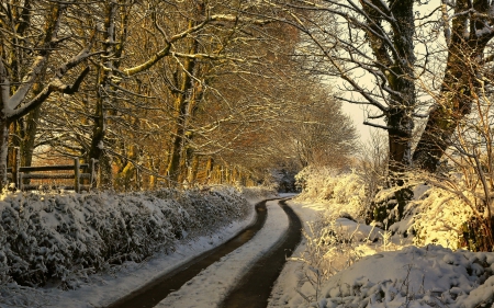 * Beautiful winter forest * - trees, winter, nature, road, forest