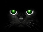 Green Eyed Cat