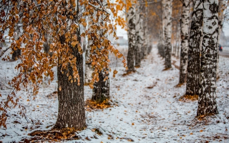 * Winter * - winter, trees, nature, snow