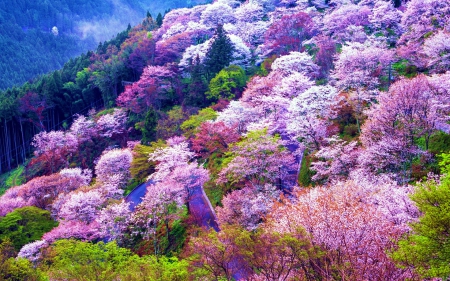 Mount Yoshino, Japan in Spring - landscape, colos, trees, blossoms, springtime, asia