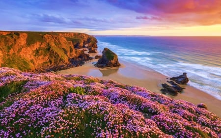 Sunset at the Coast of Cornwall, England - clouds, cliff, flowers, sea, rocks