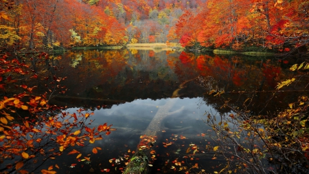 Autumn Lake - lake, fall, trees, forest, water, leaves