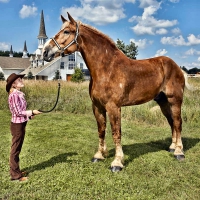 Cowgirl's Pride