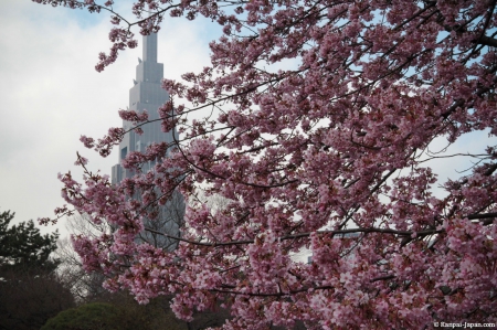 Cherry Blossoms - shinjuku, tokyo, japanese, spring, cherry blossom, japan, sakura, pink, flowers