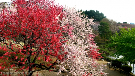 Spring - shinjuku, tokyo, colorful, park, cherry, japanese, spring, japan, sakura, pink, blossom, tree, garden