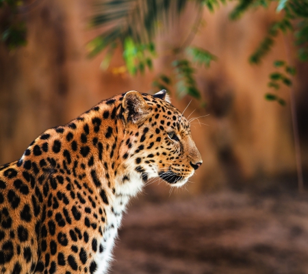 Leopard - leopard, animal, beautiful, animal  green leaves, green leaves, cat