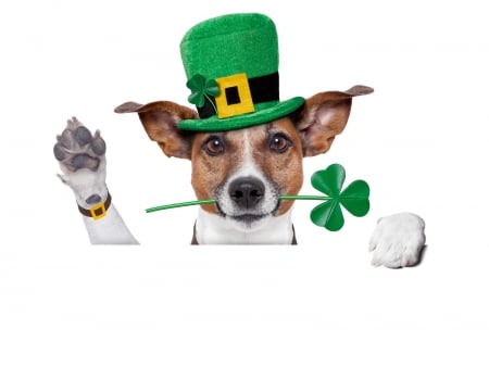 Happy Saint Patrick's Day - hat, top hat, Saint Patricks Day, shamrocks, Patricks Day, clovers, dog, Happy Saint Patricks Day