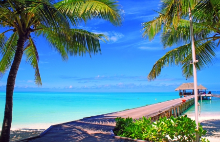 Beach - nature, palm trees, beach, tropics, fish, sharks, sea