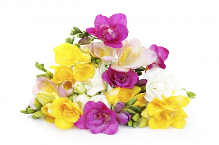 Freesias - white, purple, freesia, yellow, pink, flower, spring