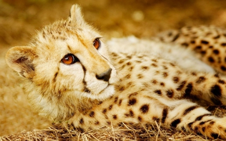 Cheetah - cheetah, feline, wild, animal