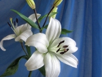 White Lily