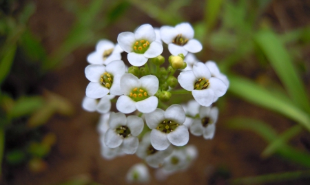 Wild flowers - flowers, white, wild, nature