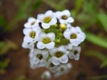 Wild flowers