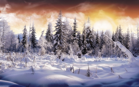 Wonderful Winter - winter, amazing, trees, snow