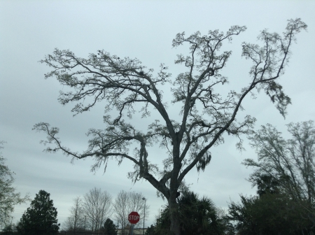 Scary tree - nature, evil, tree, scary