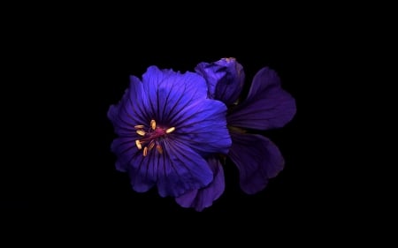 Flowers - flowers, beautiful, dark, still life