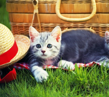 Kitty Picnic