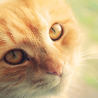 Orange cat