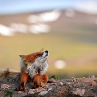 Streching fox