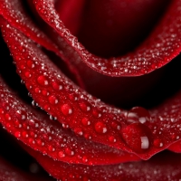 Water Drops On A Red Rose