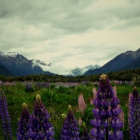 Mountains & Flowers in New Zealand