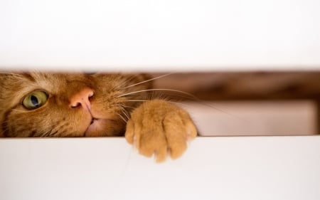 Curious - white, animal, paw, funny, wood, orange, cat