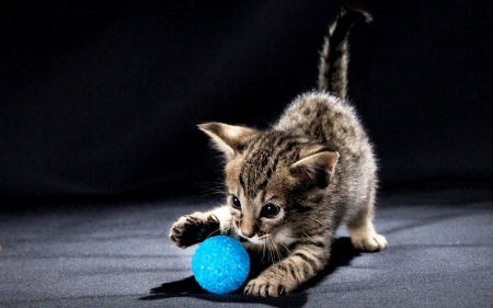 Playful kitten - ball, funny, animal, cute, black, sweet, cat, playful, blue, kitten