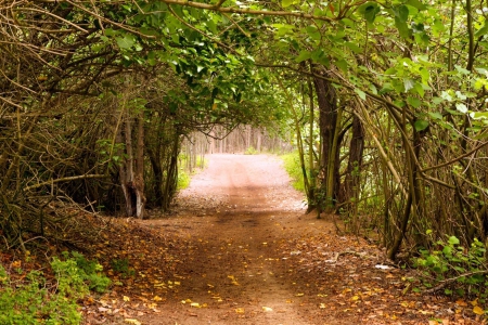 Forest road - fun, nature, trees, cool, forest, road