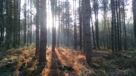 forest sunset - forest, cool, fun, trees, sunset, nature