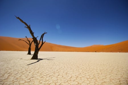 desert - nature, fun, cool, desert, sand