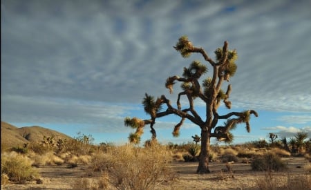 Joshua Tree - nature, joshua tree, fun, cool, desert