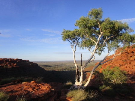 King Canyon - cool, canyon, fun, desert, tree, nature