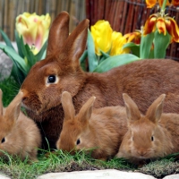 Easter Bunny Family