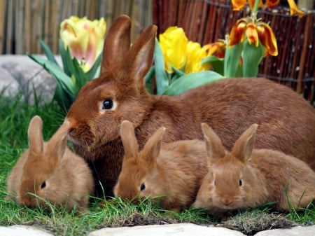 Easter Bunny Family